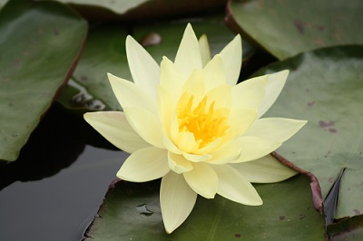 white lotus